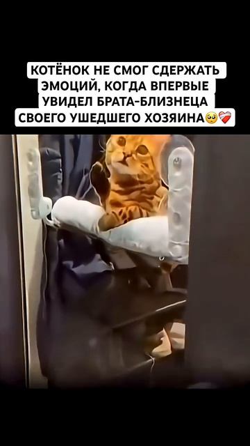Скучает🥺#рек#кот#хозяин #животные #милота
