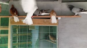 николаевские голуби Москва+Саратов.
