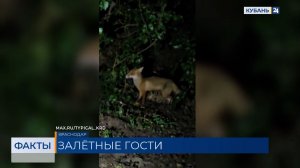 Диких лисиц стали чаще замечать на улицах Краснодара