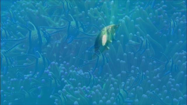 Покой. Музыка Сергея Чекалина. Peace. Music by Sergey Chekalin.