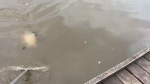 Зеркальный Карпик