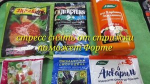 2555.О  ягодниках в июле.