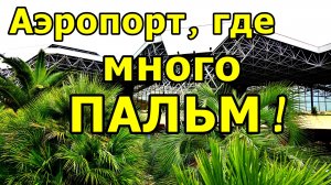 СДАЛИ ЧЕМОДАН И ПРОГУЛЯЛИСЬ У ЗДАНИЯ АЭРОПОРТА СОЧИ. ТАКСИСТЫ ВЕЗДЕ! АДЛЕР. НОЯБРЬ 2025.