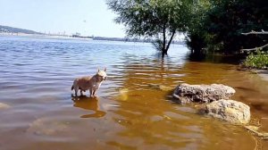 Неразрешимая задачка для Лёмочки/Чихуахуа/Берег Волги/Простая жизнь в провинции/Россия 🇷🇺