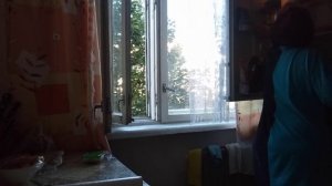 Мое утро перед работой. Красота на клумбах и обалденный кот!