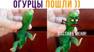 ОГУРЦЫ ПОШЛИ))) Приколы