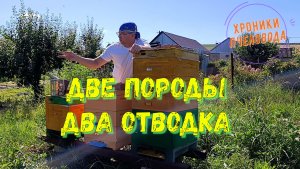 Карника и Бакфаст: поздние отводки по стандартной схеме — что важно не упустить