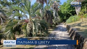 В Сочинском нацпарке зацвела бутия душистая