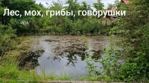 Прогулка по лесу, говорушки