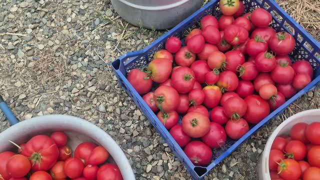 ВИДЕО СБОРНАЯ СОЛЯНКА 🥰🥰🥰УРОЖАЙ  🍅 🍅 🍅 супер