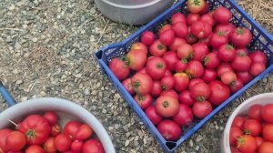 ВИДЕО СБОРНАЯ СОЛЯНКА 🥰🥰🥰УРОЖАЙ  🍅 🍅 🍅 супер