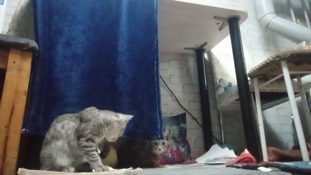 коты