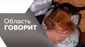 Область говорит №254