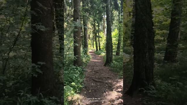 Прогулка в подмосковном лесу 🌳🌲🌳☀️🌳🌲🌳 28.07.2026
