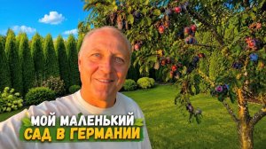Дневник дяди Серёжи. Машина врезалась в забор.У меня новый работодатель.Гортензии из Польши прижилис