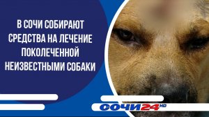 В Сочи собирают средства на лечение покалеченной неизвестными собаки