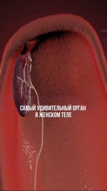 Самый удивительный орган в женском теле — плацента