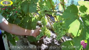 Результат прищипки винограда.Нужна ли прищипка винограда перед цветением?Виноград Донские Зори
