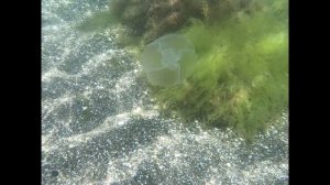 Судак. Крым. Подводная съёмка в Чёрном море