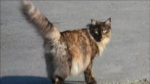 Дикие коты нашего двора
