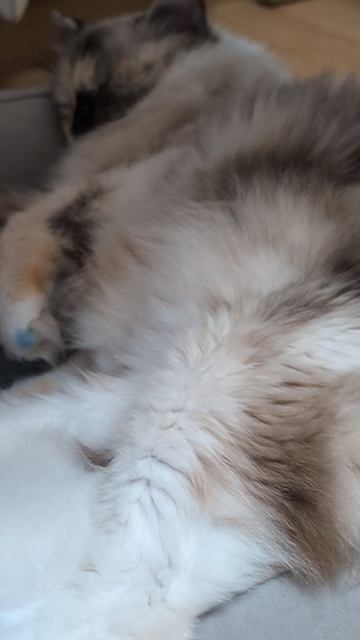 котята рэгдолл