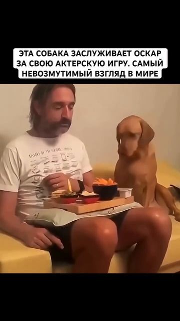 СОБАКА ПРИТВОРЯЕТСЯ ЧТО НЕ ХОЧЕТ ЕСТЬ #СОБАКА #DOGS #СОБАКИ #FUNNYDOG #СМЕШНАЯСОБАКА #рек