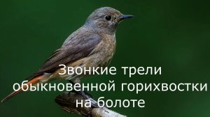 Звонкие трели обыкновенной горихвостки на болоте: гармония с лягушачьим хором