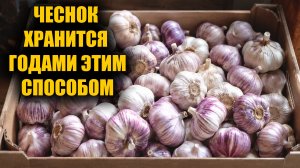 Чеснок не будет гнить и сохнуть если хранить этим способом!