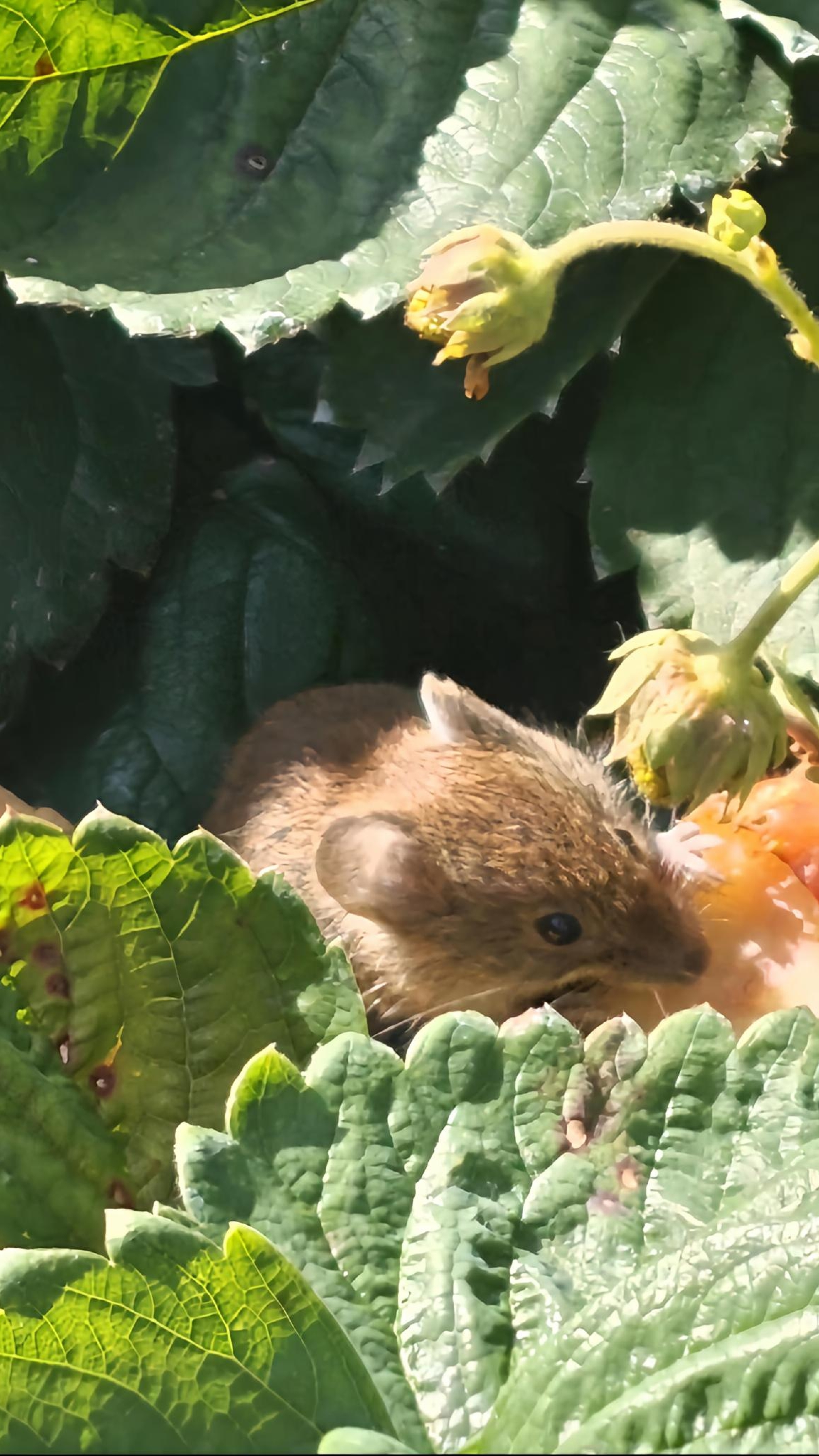 Наглая мышь ест нашу клубнику! Ну и ладно, приятного аппетита:) #trending #funny #nature #дача #мышь
