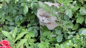 А вы слышали как пищат лягушки? Смотрите и услышите)))