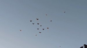 Безкружные голуби, молодёжь.