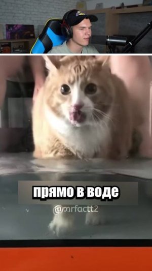 Почему Толстых Кошек Заставляют Бегать в Воде?🐱  #shorts #шортс #челлендж #интересно #факты #прикол