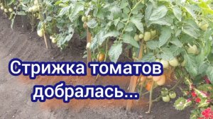 Стригу томаты. Пока нет жары, надо успевать работать в огороде