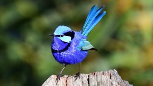 🐦 НЕЖНОЕ ПЕНИЕ ПТИЦ И ЖУРЧАНИЕ ВОДЫ ДЛЯ СНА 🌿 ШУМ ВОДЫ И ЗВУКИ ЛЕСА 🌿 РЕЛАКС ЗВУКИ ПРИРОДЫ