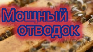 Мощный отводок 🐝