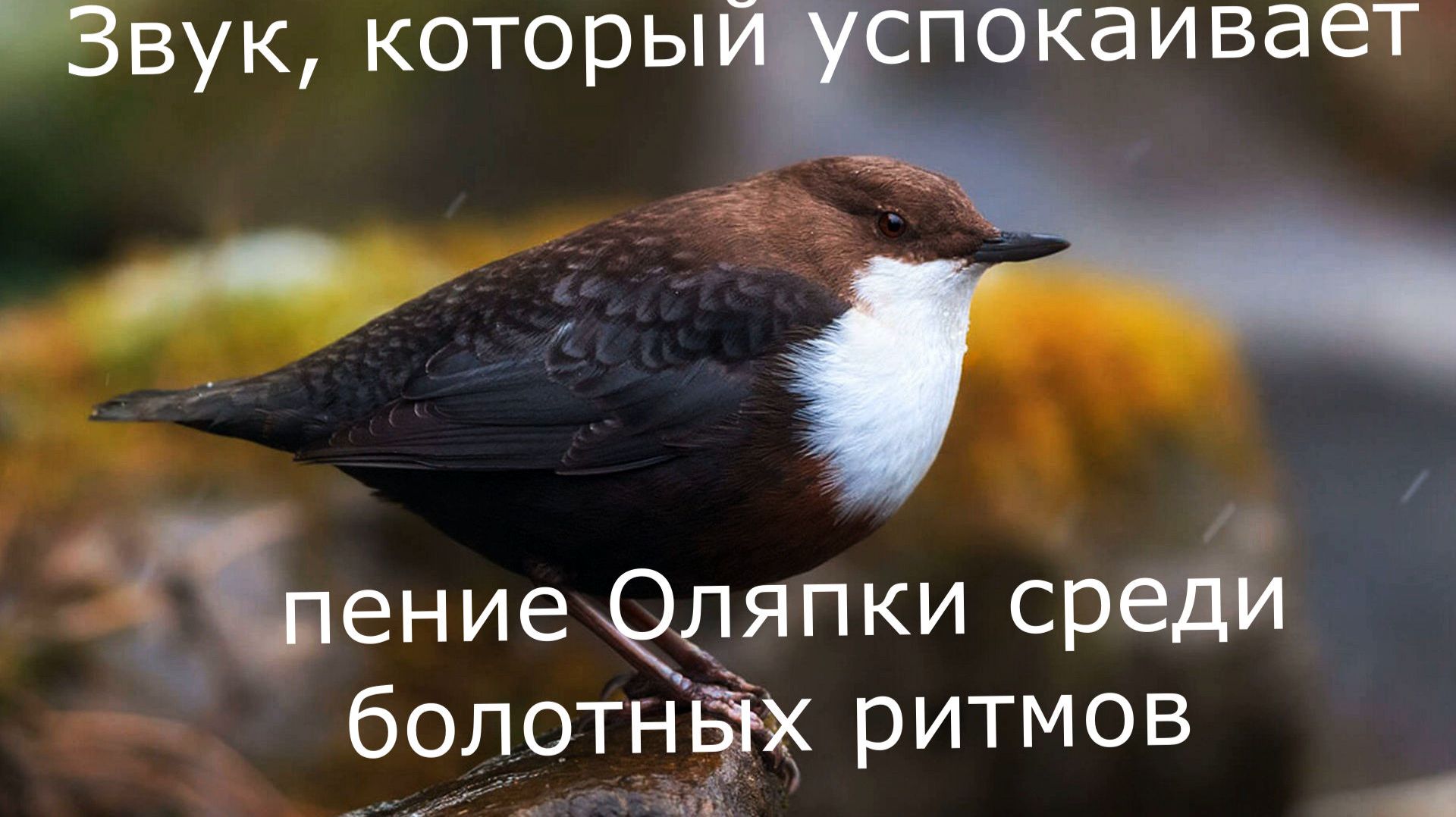Звук, который успокаивает: пение Оляпки среди болотных ритмов