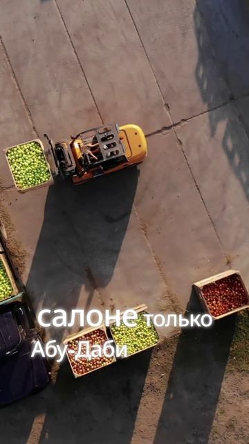 В ОАЭ питомца нельзя сдать в багаж. Только салон