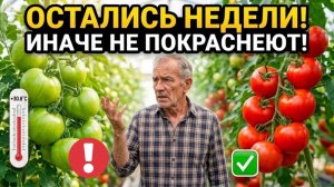 Помидоры не краснеют? Жара им НЕ помогает! СРОЧНО исправь 3 ошибки, из-за которых томаты зелёные