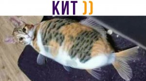 КИТ)) (мав?) Приколы с котами