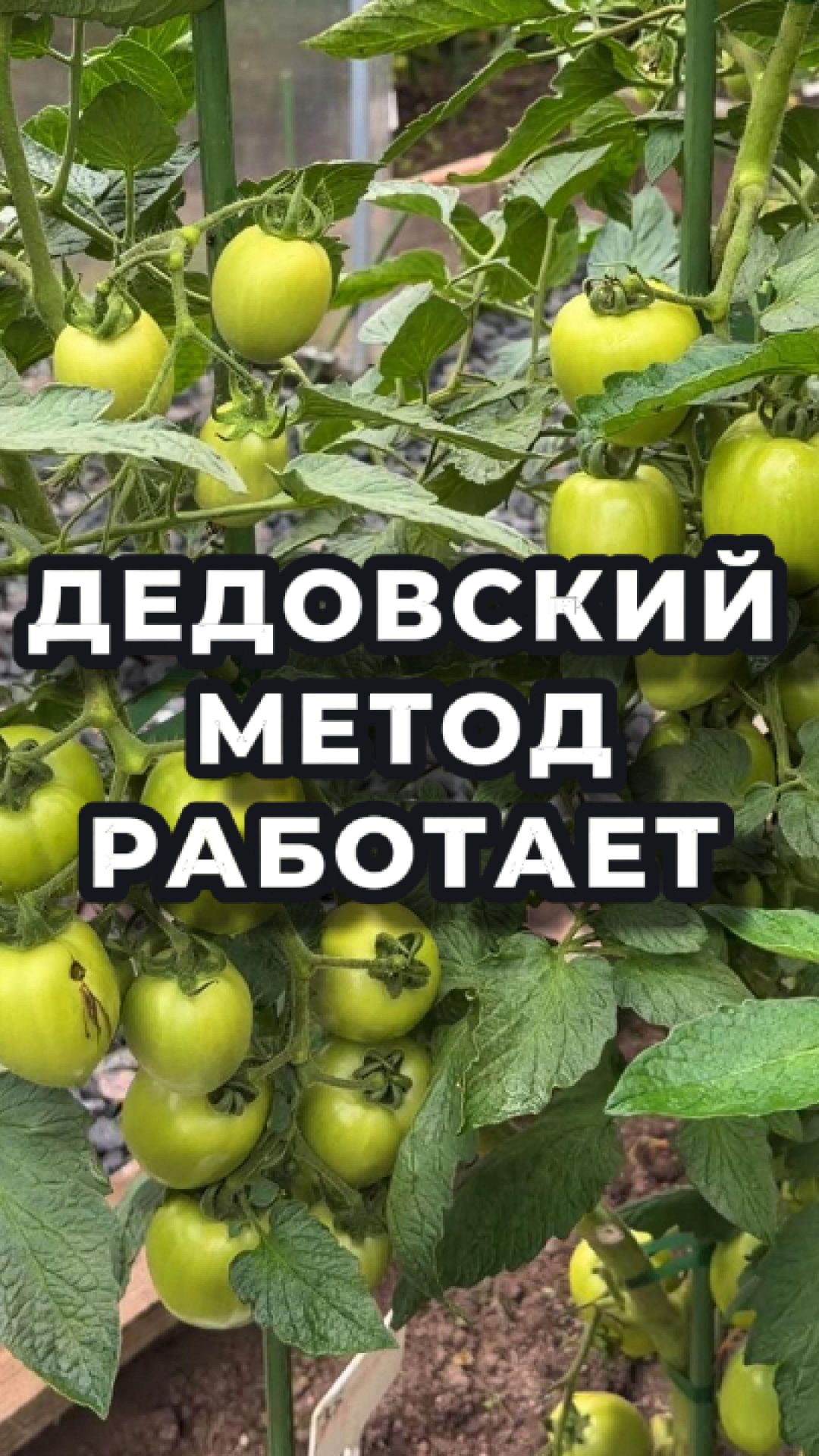 🧼 ХИМИЯ — НЕТ! ДЕДОВСКИЙ МЕТОД — ДА!