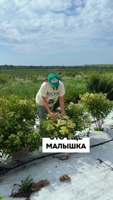 Гортензия Полар Бир: лучший сорт для Урала и Сибири? Обзор