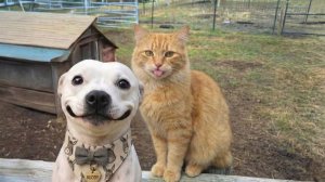 СМЕШНЫЕ КОТЫ | ЛУЧШИЕ ПРИКОЛЫ С КОТАМИ, СОБАКАМИ, КОШКИ, СОБАКИ, ЖИВОТНЫЕ, СМЕШНОЕ ВИДЕО