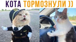 КОТА ОШТРАФОВАЛИ!))) Приколы с котами