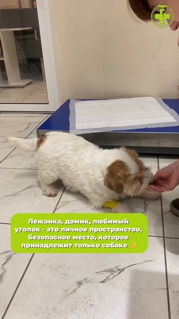 Личные границы у собак