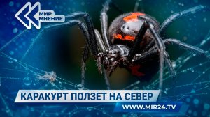 Смертельно ядовитые каракурты распространяются по России. Что делать при укусе паука-убийцы?