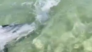 В Сочи дельфин устроил цирковое представление в море.

У побережья очевидцы сняли на видео афалину,