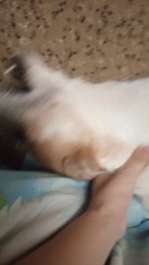 тунтун