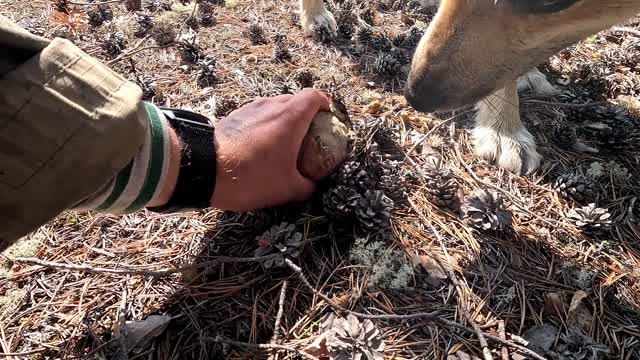 даже собака в шоке от белых грибов. как найти боровики. сбор грибов с собакой