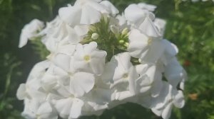 Флоксы в июле🌸🌸🌸