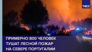 Примерно 800 человек тушат лесной пожар на севере Португалии